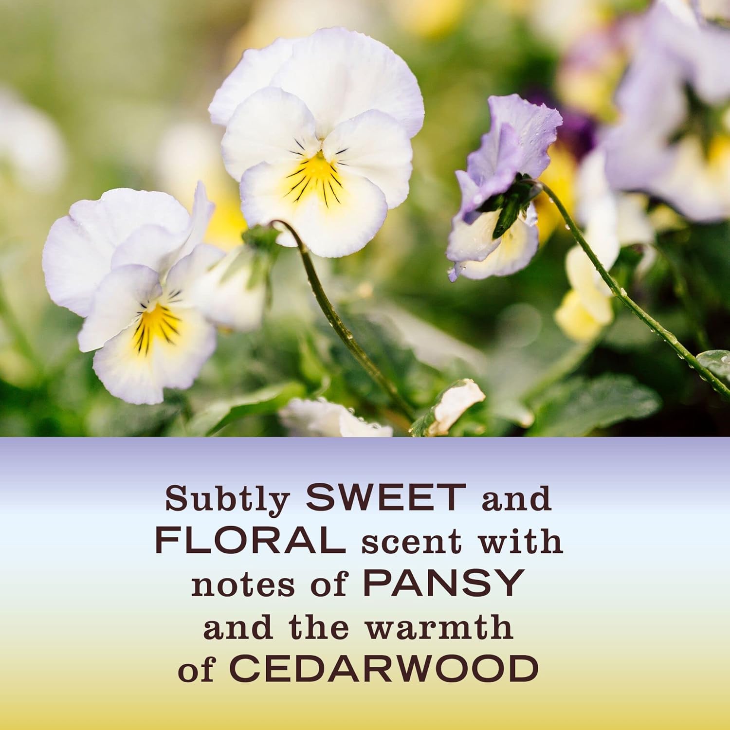 MRS. MEYER\'S CLEAN DAY Hand Soap, Made with Essential Oils, Biodegradable Formula, Compassion Flower, 12.5 fl. oz - Pack Of 3 - Image 6